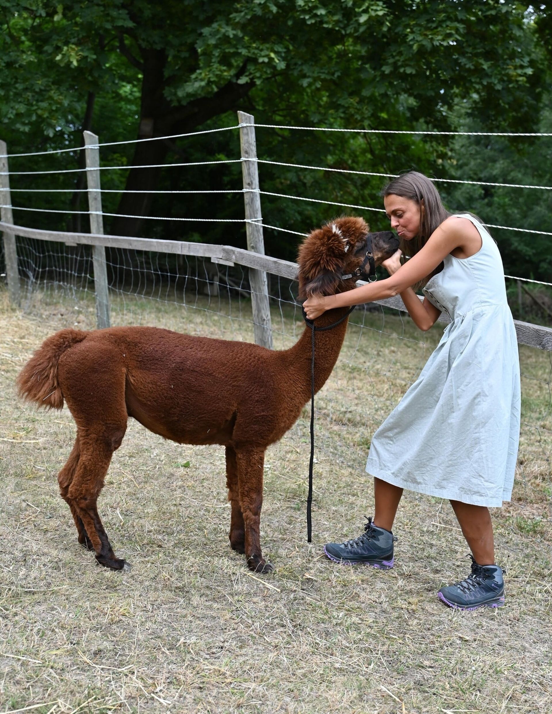 Alpaka bekommt einen Kuss