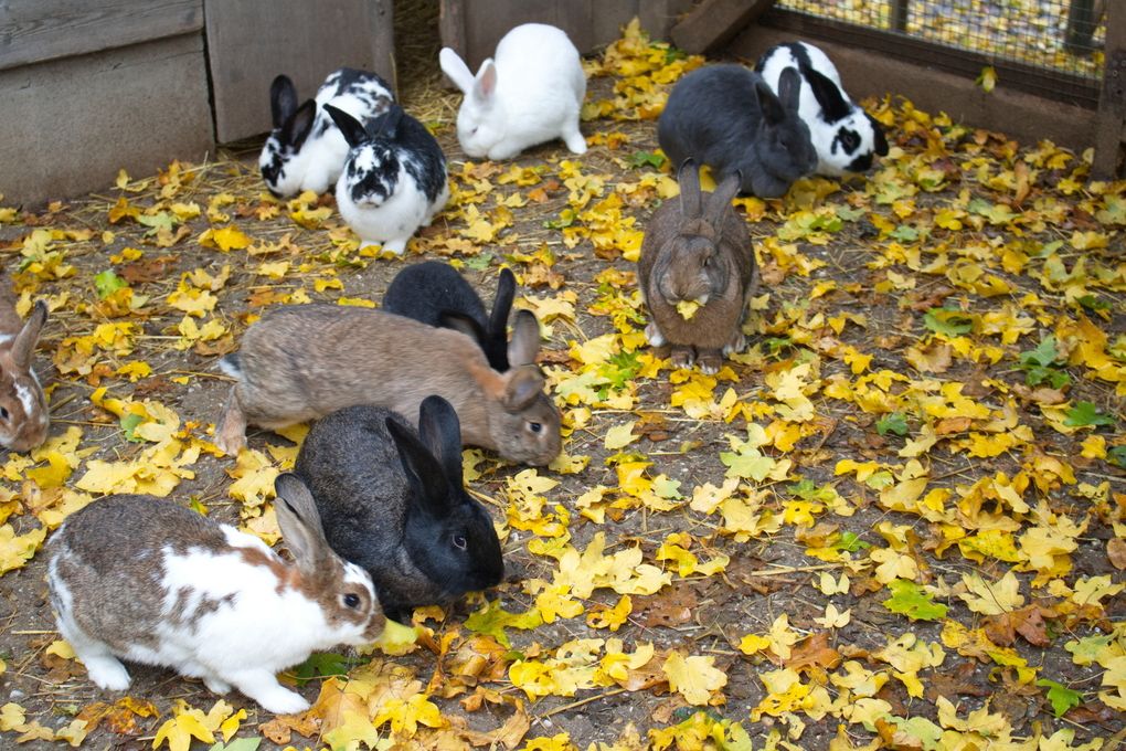 Kaninchen